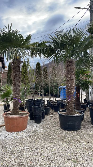 Palmieri rezistenti la minus 18-20grade