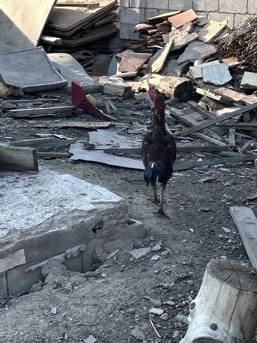 Продам бойцовского петуха