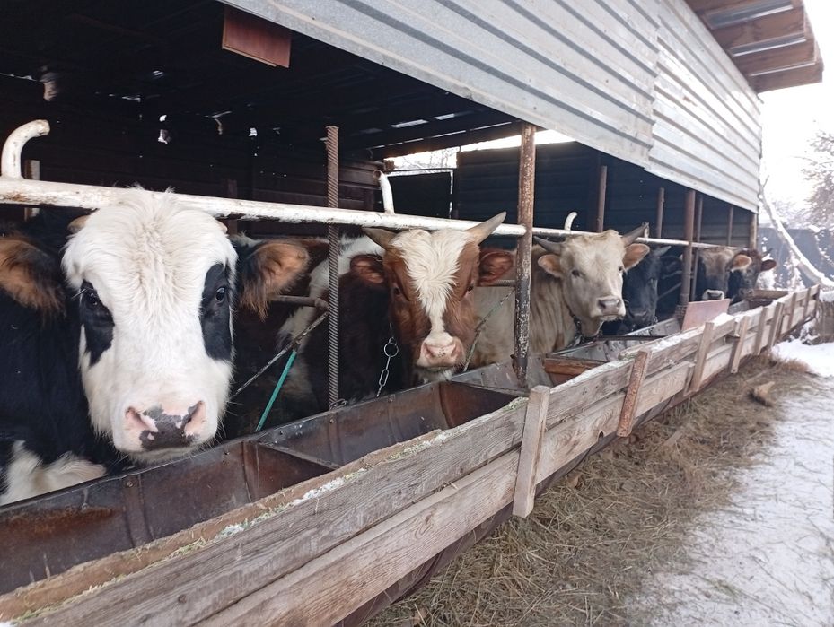 Продам быков в круг