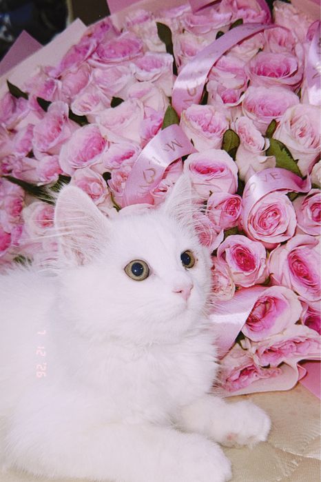 котёнок Тео!  Тео — мальчик, 4 месяца