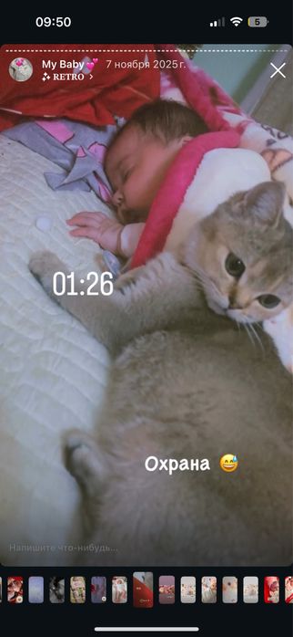 Золотая шиншилла тозза зотли девочка 6 месяцев