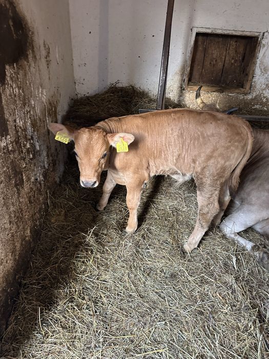 Vitel 5 saptamani angus 3000