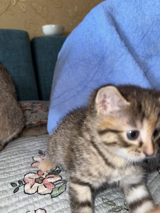 Милая девочка кошечка