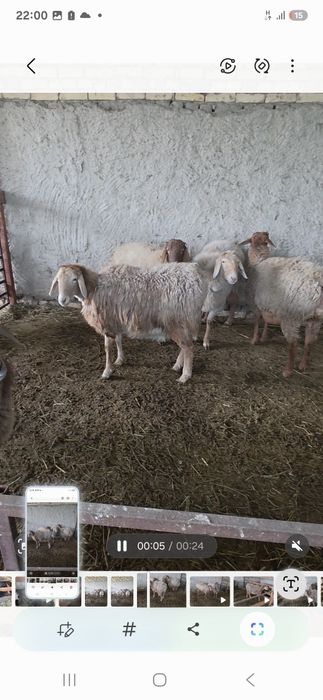 Arashan qo'ylar sotiladi