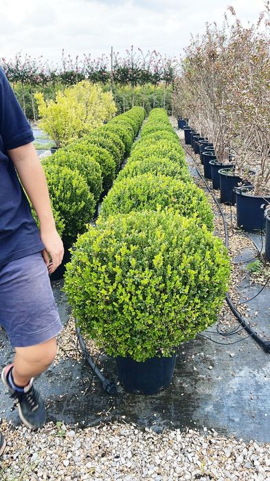 Vând buxus glob de calitate extra