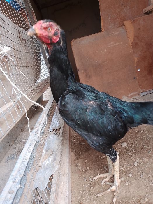 Srochno sotiladi dakan tovuq