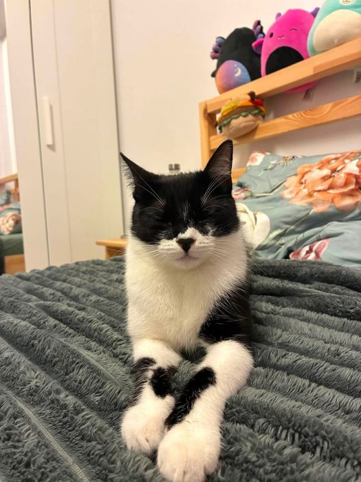Pet sitting/Pet boarding