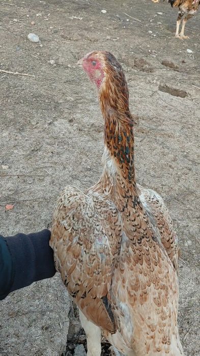 Дакан Мекен на продаже