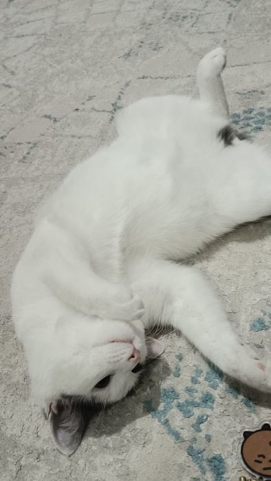Мальчик кошка харошая