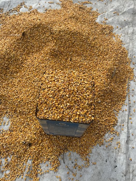 Продавам царевица