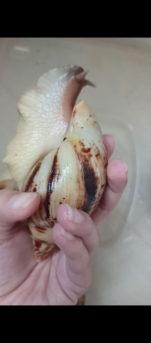 Ретикулята стандарт 14 14,5 15 см