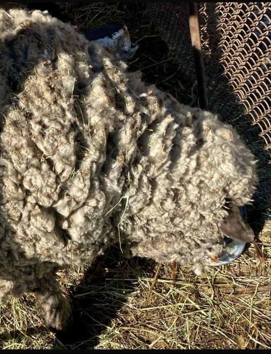 Продам племяного  Кошкара