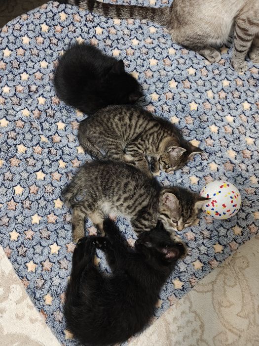 Отдам котят в хорошие руки