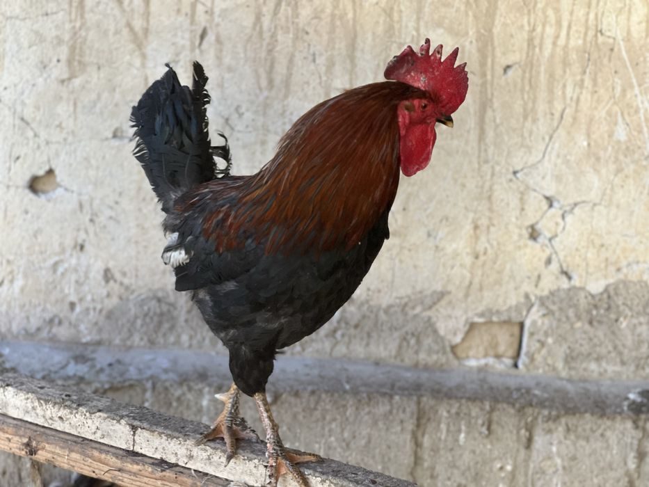 Сотилади ҳурозлар 7 8ойлик