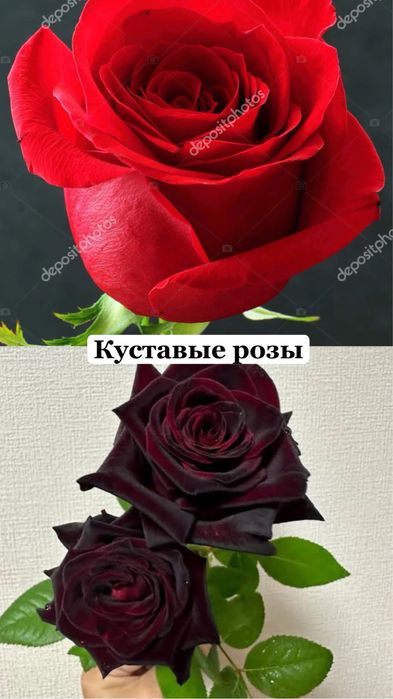 Продам куставые розы