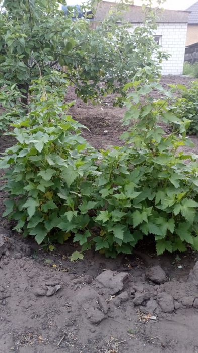 Саженцы смородины