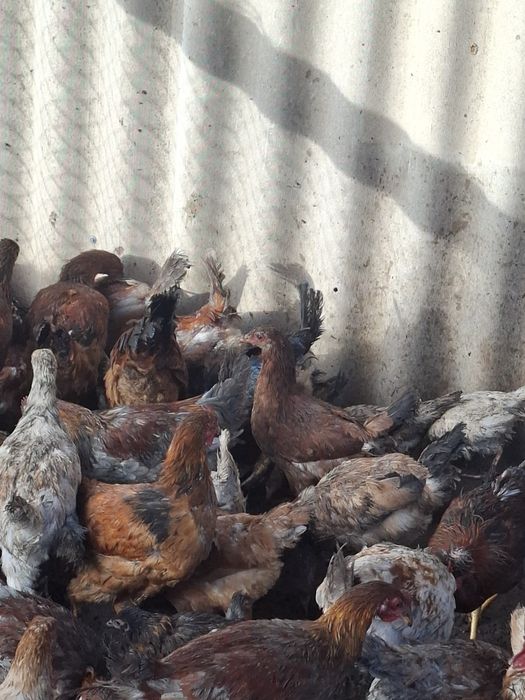 Продам кур домашних ,молодые-НЕСУШКИ