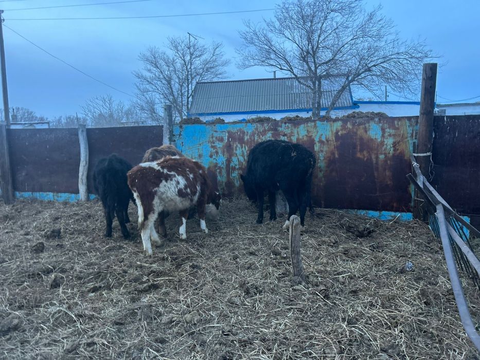 Продам тёлок 6 голов