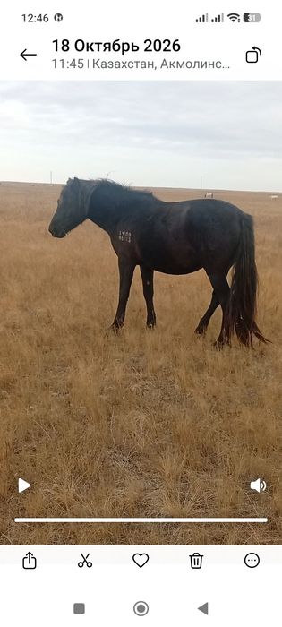 Продам кобылу со степи