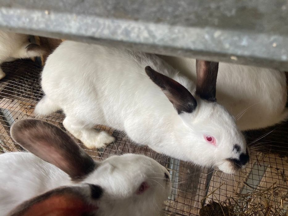 Кролик срочно продам