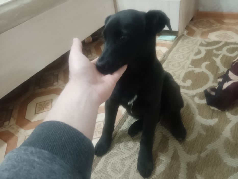 Отдам щенка в хорошие руки