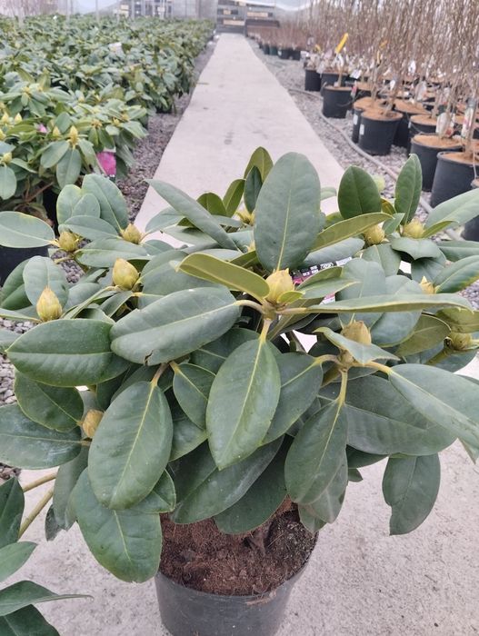 Аризон Кипарис Arizon Kiparis