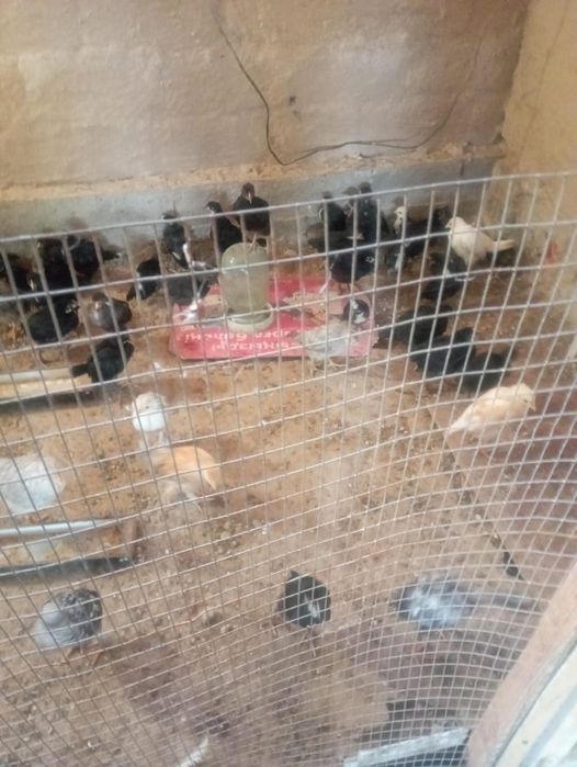 Тауыктар сатылады