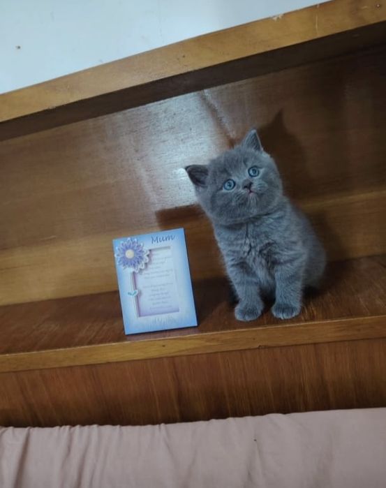 Вислоухие Шотландские котята