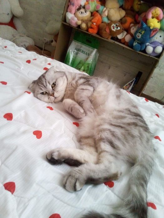 Отдаю кошку и кота