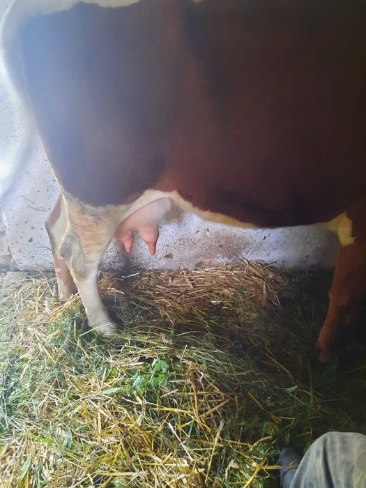 Vând vaca  de 4 ani cu vițel de 4 săptămâni
