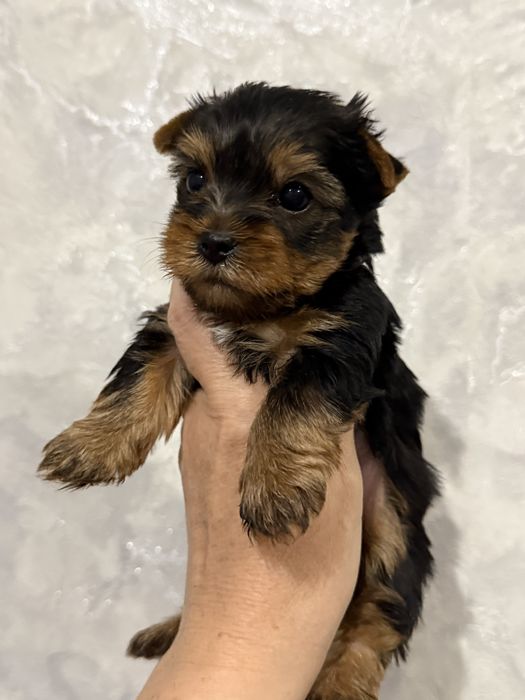 Мальчик йорчик мини