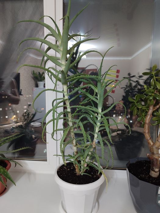 Лечебный Алоэ древовидный