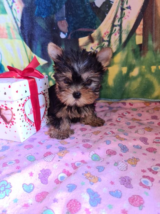 Продам щенков йоркширского терьера.