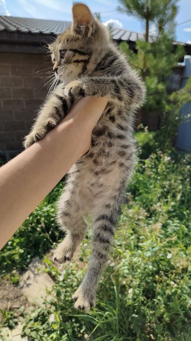 британские котята