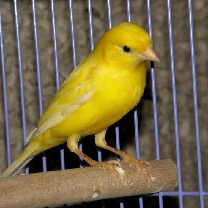 Канарка нар мода ва привазнойлар