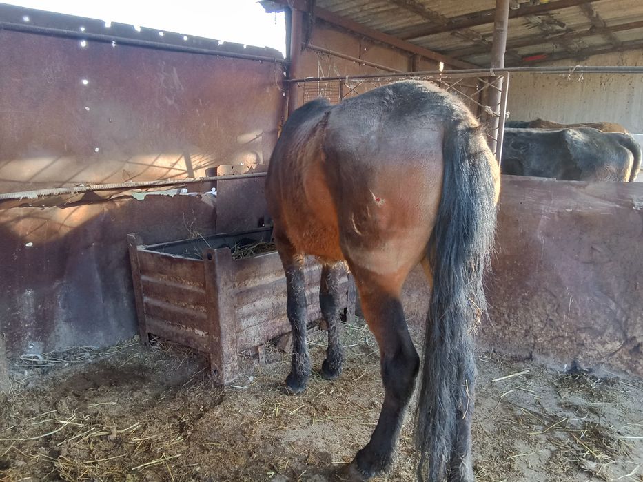 Бие сатылады сатылады