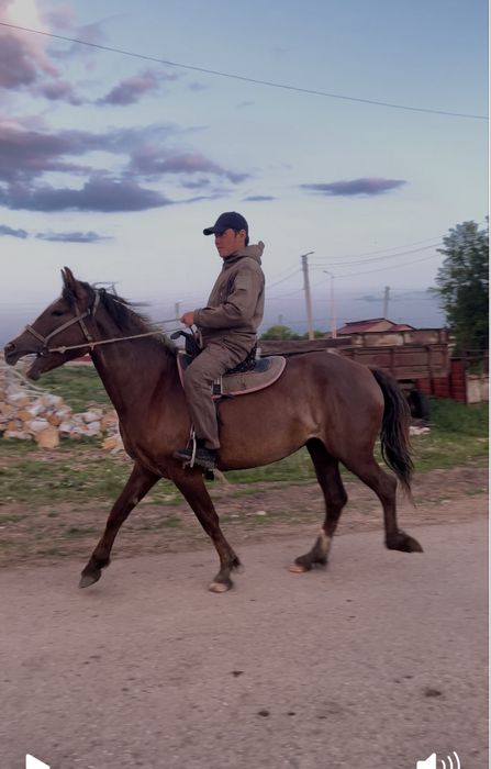 Продам кабылу трех летку инаходка жорға