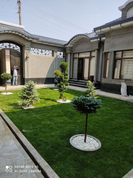 GAZON EKAMIZ, Urug' sepamiz