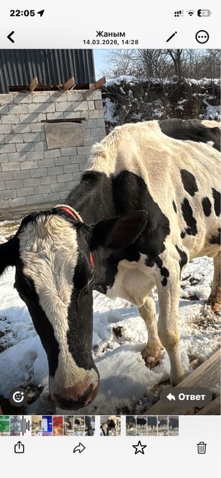 Продам коров породистые голштин.