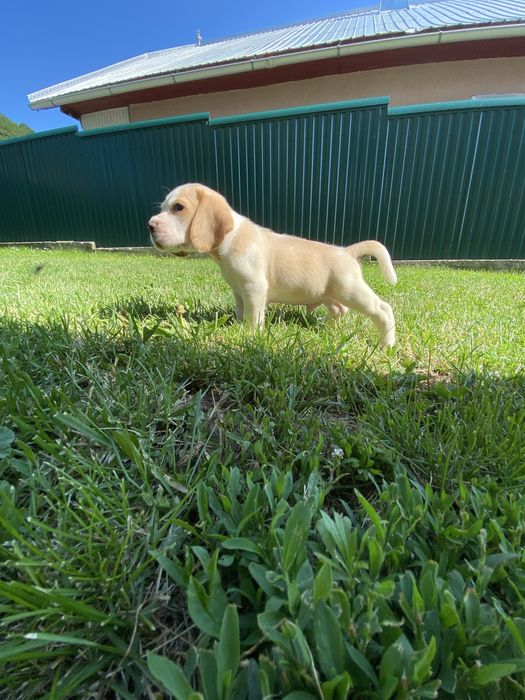 Catelus  Beagle