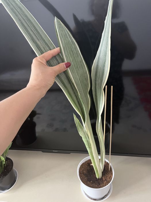 Комнатные растения