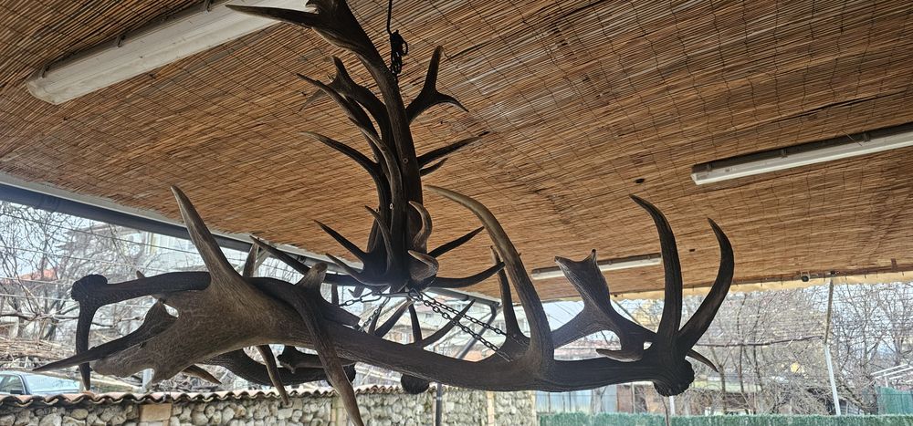 Полюлей от еленски рога