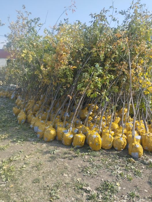 Все виды лиственных деревьев