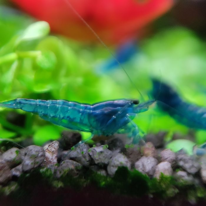 Creveti Bloody Mary Crystal Red Blue Velvet Dream Yellow