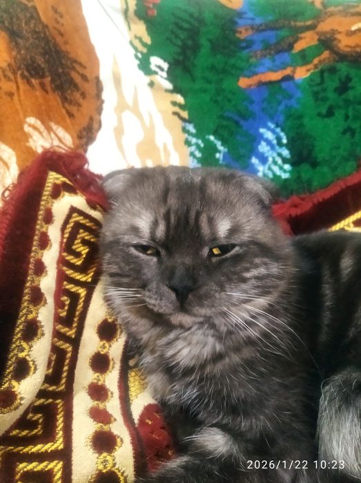 Шотлански виславухи 1 годик