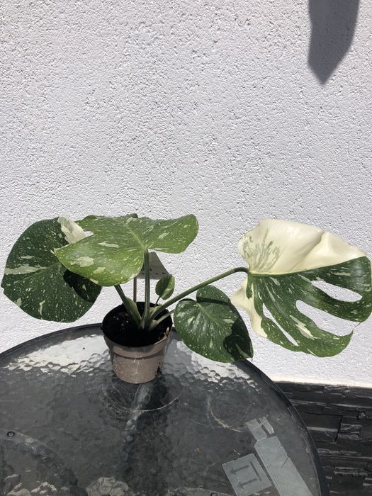Monstera Thai Constellation