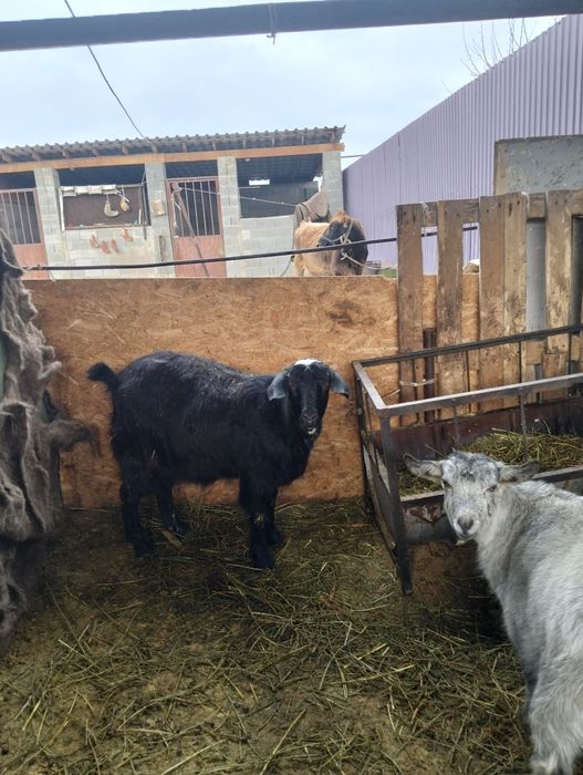 Ешкілер бар 1тума