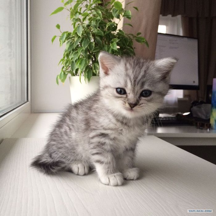 Шотлански котята. Приучены.