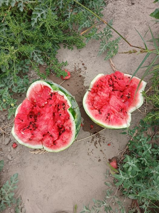 Продам арбузы и дыни