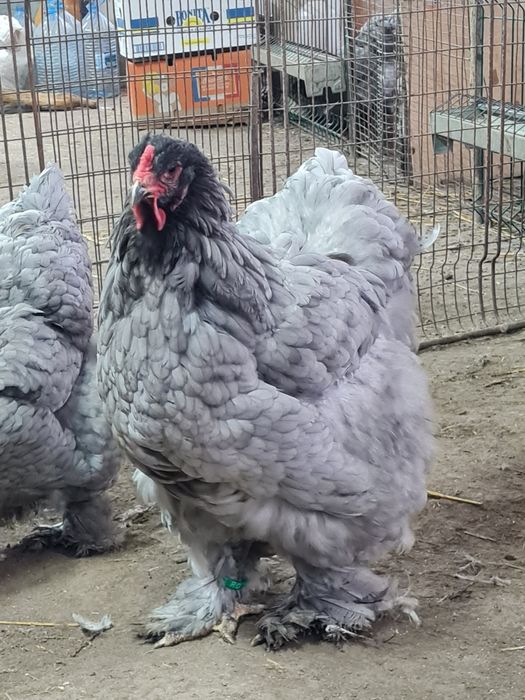 Vand familie brahma albastru